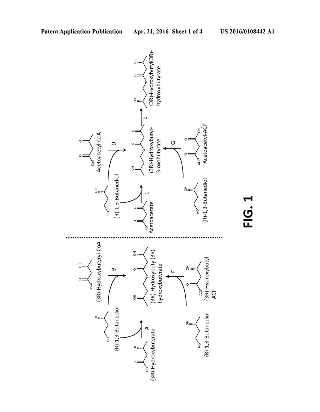 MICROORGANISMS AND METHODS FOR PRODUCING (3R)-HYDROXYBUTYL     (3R)-HYDROXYBUTYRATE - diagram, schematic, and image 02