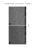 CELLULOSE NANOCRYSTAL (CNC) FILMS AND CONDUCTIVE CNC-BASED POLYMER FILMS     PRODUCED USING ELECTROCHEMICAL TECHNIQUES diagram and image