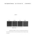 IDENTIFICATION OF BITTER LIGANDS THAT SPECIFICALLY ACTIVATE HUMAN T2R     RECEPTORS AND RELATED ASSAYS FOR IDENTIFYING HUMAN BITTER TASTE     MODULATORS diagram and image