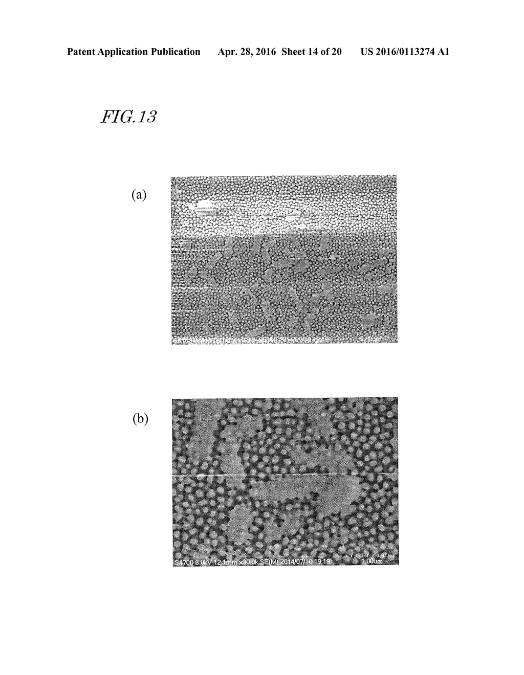 SYNTHETIC POLYMER FILM WHOSE SURFACE HAS MICROBICIDAL ACTIVITY, MULTILAYER     STRUCTURE HAVING SYNTHETIC POLYMER FILM, STERILIZATION METHOD WITH THE     USE OF SURFACE OF SYNTHETIC POLYMER FILM, METHOD FOR REACTIVATING SURFACE     OF SYNTHETIC POLYMER FILM, MOLD FOR PRODUCTION OF SYNTHETIC POLYMER FILM,     AND MOLD MANUFACTURING METHOD - diagram, schematic, and image 15