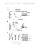 Method of Treating Cancer That Overexpresses TopBP1 diagram and image