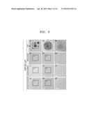 COMPOSITION INCLUDING ATM INHIBITOR FOR REDUCING CELLULAR SENESCENCE AND     USE OF THE COMPOSITION diagram and image