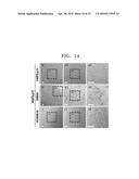 COMPOSITION INCLUDING ATM INHIBITOR FOR REDUCING CELLULAR SENESCENCE AND     USE OF THE COMPOSITION diagram and image