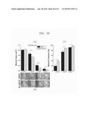 COMPOSITION INCLUDING ATM INHIBITOR FOR REDUCING CELLULAR SENESCENCE AND     USE OF THE COMPOSITION diagram and image