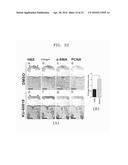 COMPOSITION INCLUDING ATM INHIBITOR FOR REDUCING CELLULAR SENESCENCE AND     USE OF THE COMPOSITION diagram and image