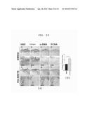 COMPOSITION INCLUDING ATM INHIBITOR FOR REDUCING CELLULAR SENESCENCE AND     USE OF THE COMPOSITION diagram and image