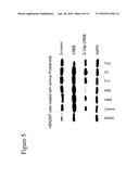 COMPOSITIONS COMPRISING A PROSTAGLANDIN FOR TREATING NEUROPSYCHIATRIC     CONDITIONS diagram and image