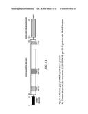 COMPOSITIONS AND METHODS COMPRISING GLYCYL-TRNA SYNTHETASES HAVING     NON-CANONICAL BIOLOGICAL ACTIVITIES diagram and image