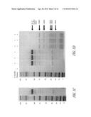 COMPOSITIONS AND METHODS COMPRISING GLYCYL-TRNA SYNTHETASES HAVING     NON-CANONICAL BIOLOGICAL ACTIVITIES diagram and image