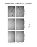 COMPOSITIONS AND METHODS COMPRISING GLYCYL-TRNA SYNTHETASES HAVING     NON-CANONICAL BIOLOGICAL ACTIVITIES diagram and image