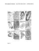 Derivatized Hyperbranched Polyglycerols diagram and image