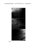 Derivatized Hyperbranched Polyglycerols diagram and image