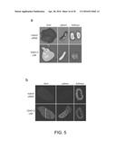 AMINE-CONTAINING LIPIDOIDS AND USES THEREOF diagram and image