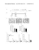 NOVEL N-3 IMMUNORESOLVENTS: STRUCTURES AND ACTIONS diagram and image