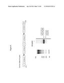 Anti-Sense Oligonucleotides Targeted Against Exon 9 of IL-23R-alpha Gene     and Method of Using Same to Induce Exon Skipping and to Treat     Inflammatory Bowel Diseases diagram and image