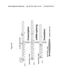 Anti-Sense Oligonucleotides Targeted Against Exon 9 of IL-23R-alpha Gene     and Method of Using Same to Induce Exon Skipping and to Treat     Inflammatory Bowel Diseases diagram and image