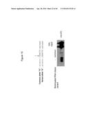 Anti-Sense Oligonucleotides Targeted Against Exon 9 of IL-23R-alpha Gene     and Method of Using Same to Induce Exon Skipping and to Treat     Inflammatory Bowel Diseases diagram and image