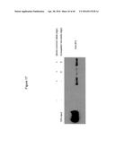 Anti-Sense Oligonucleotides Targeted Against Exon 9 of IL-23R-alpha Gene     and Method of Using Same to Induce Exon Skipping and to Treat     Inflammatory Bowel Diseases diagram and image