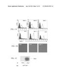 TREATMENT OF MAST CELL RELATED PATHOLOGIES diagram and image