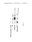 TREATMENT OF MAST CELL RELATED PATHOLOGIES diagram and image