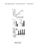 ISOLATION, EXPANSION AND USE OF CLONOGENIC ENDOTHELIAL PROGENITOR CELLS diagram and image