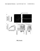 ISOLATION, EXPANSION AND USE OF CLONOGENIC ENDOTHELIAL PROGENITOR CELLS diagram and image