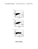 ISOLATION, EXPANSION AND USE OF CLONOGENIC ENDOTHELIAL PROGENITOR CELLS diagram and image