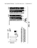 MULTI-LAYERED CELL CONSTRUCTS AND METHODS OF USE AND PRODUCTION USING     ENZYMATICALLY DEGRADABLE NATURAL POLYMERS diagram and image