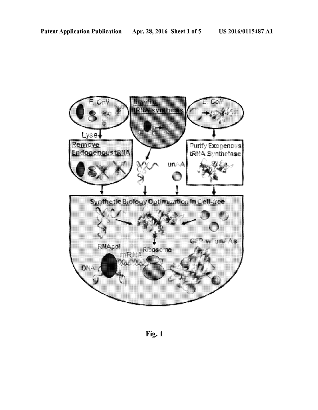 CELL-FREE SYNTHETIC INCORPORATION OF NON-NATURAL AMINO ACIDS INTO PROTEINS - diagram, schematic, and image 02