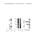 TRANSCRIPTIONAL GENE ACTIVATION diagram and image