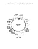 DGAT GENES FROM OLEAGINOUS ORGANISMS FOR INCREASED SEED STORAGE LIPID     PRODUCTION AND ALTERED FATTY ACID PROFILES IN OILSEED PLANTS diagram and image