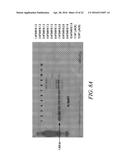 DGAT GENES FROM OLEAGINOUS ORGANISMS FOR INCREASED SEED STORAGE LIPID     PRODUCTION AND ALTERED FATTY ACID PROFILES IN OILSEED PLANTS diagram and image