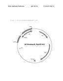 METHOD FOR PRODUCING L-LEUCINE, L-VALINE, L-ISOLEUCINE,     ALPHA-KETOISOVALERATE, ALPHA-KETO-BETA-METHYLVALERATE, OR     ALPHA-KETOISOCAPROATE USING RECOMBINANT CORYNEBACTERIA THAT CONTAIN THE     ILVBN OPERON WHICH CAN BE INDUCED BY PROPIONATE diagram and image