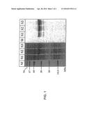 METHOD FOR PREPARATIVE IN VITRO PROTEIN BIOSYNTHESIS diagram and image