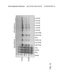 MUTANT PROTEASE BIOSENSORS WITH ENHANCED DETECTION CHARACTERISTICS diagram and image