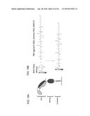MUTANT PROTEASE BIOSENSORS WITH ENHANCED DETECTION CHARACTERISTICS diagram and image