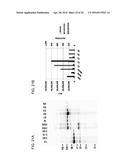 MUTANT PROTEASE BIOSENSORS WITH ENHANCED DETECTION CHARACTERISTICS diagram and image