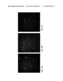 DETECTION OF HYDROXYMETHYLCYTOSINE BASES diagram and image