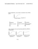 MULTIPLEX AMPLIFICATION AND DETECTION diagram and image