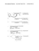 MULTIPLEX AMPLIFICATION AND DETECTION diagram and image