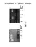 DETERMINATION OF METHYLATION STATE AND CHROMATIN STRUCTURE OF TARGET     GENETIC LOCI diagram and image