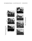 DETERMINATION OF METHYLATION STATE AND CHROMATIN STRUCTURE OF TARGET     GENETIC LOCI diagram and image