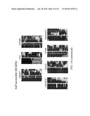 DETERMINATION OF METHYLATION STATE AND CHROMATIN STRUCTURE OF TARGET     GENETIC LOCI diagram and image