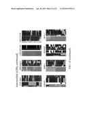 DETERMINATION OF METHYLATION STATE AND CHROMATIN STRUCTURE OF TARGET     GENETIC LOCI diagram and image