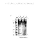 METHODS FOR ESTIMATING THE SIZE OF DISEASE-ASSOCIATED POLYNUCLEOTIDE     REPEAT EXPANSIONS IN GENES diagram and image