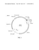 USE OF PEDF IN AN ENCAPSULATED CELL-BASED DELIVERY SYSTEM diagram and image