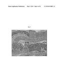 USE OF A THIAZOLO PYRIMIDINONE FOR THE TREATMENT OF INFLAMMATORY BOWEL     DISEASE diagram and image