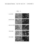 BENZOTHIAZOLE DERIVATIVES AND A USE THEREOF FOR THE TREATMENT OF CANCER diagram and image