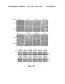 Novel Suicidal LSD1 Inhibitors Targeting SOX2-Expressing Cancer Cells diagram and image