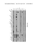 Novel Suicidal LSD1 Inhibitors Targeting SOX2-Expressing Cancer Cells diagram and image